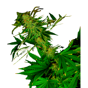 Afghan Kush Autoflowering
