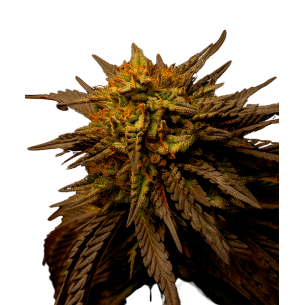 Big Bud Autoflowering