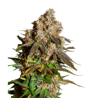 Blue Cheese Autoflowering
