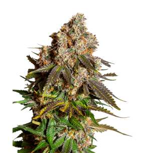 Blue Cheese Autoflowering