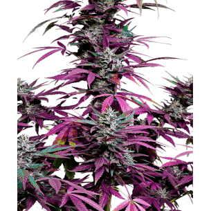Blueberry Autoflowering