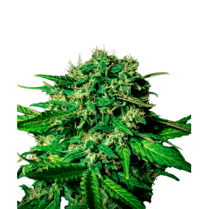 Bruce Banner Autoflowering