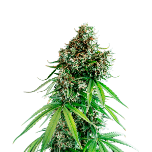 Bubble Gum Autoflowering