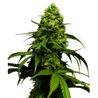 Cheese Autoflowering