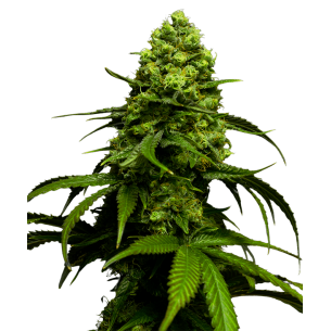 Cheese Autoflowering
