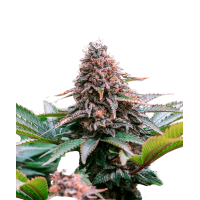 Chocolope Autoflowering