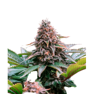 Chocolope Autoflowering