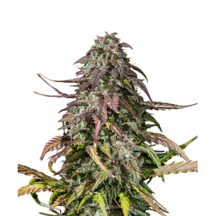 Destroyer Autoflowering