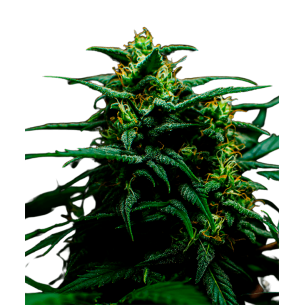 Do-Si-Dos Autoflowering