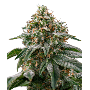 Gagarin Autoflowering