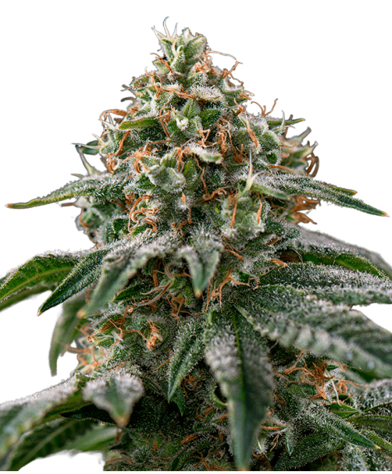 Gagarin Autoflowering