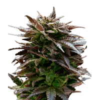Gelato Autoflowering