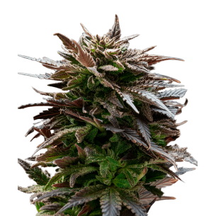 Gelato Autoflowering