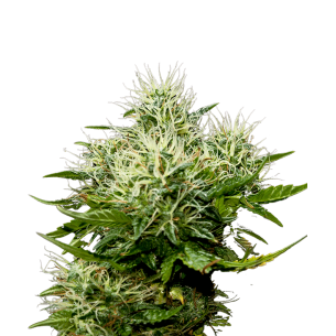 Gorilla Cookies Autoflowering