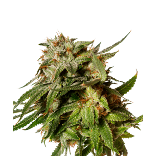 Gorilla Glue Autoflowering