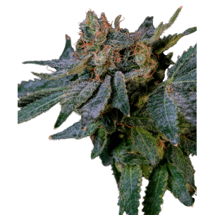 Green Crack Autoflowering