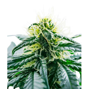 Jack Herer Autoflowering