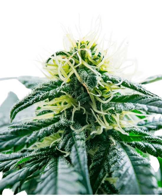 Jack Herer Autoflowering