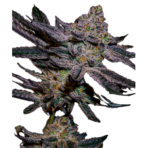 Lavender Autoflowering