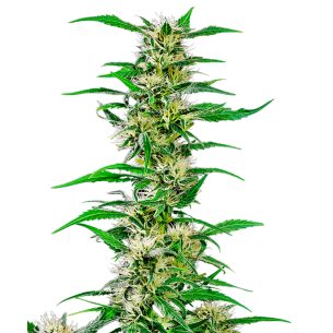 Lemon Haze Autoflowering