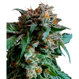 Mandarine Autoflowering