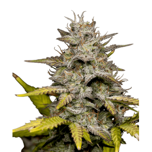 Mango Autoflowering