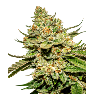 Orange Sherbet Autoflowering
