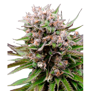 Pineapple Chunk Autoflowering