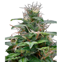 Runtz XL Autoflowering