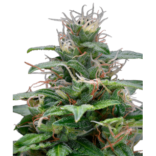 Runtz XL Autoflowering