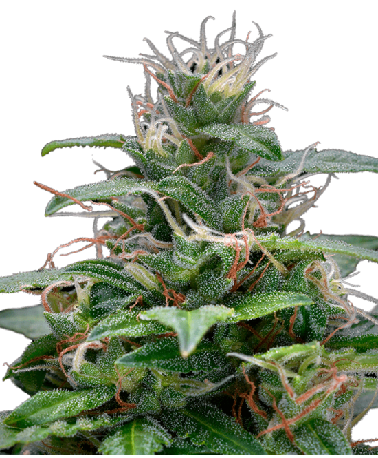 Runtz XL Autoflowering