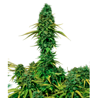 Sour Diesel Autoflowering