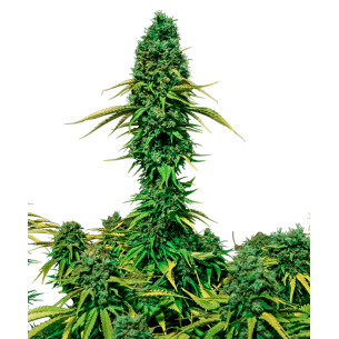 Sour Diesel Autoflowering
