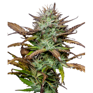 Super Bud Autoflowering