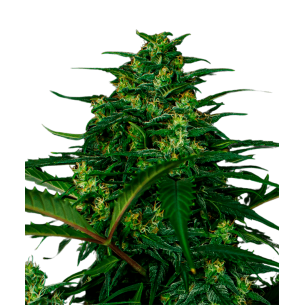 AK 420 Autoflowering