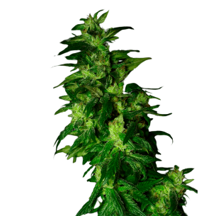 AK 49 Autoflowering