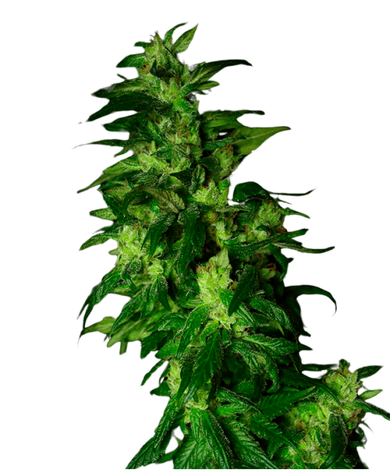 AK 49 Autoflowering