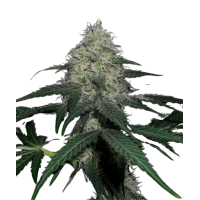 Apollo Black Cherry Autoflowering