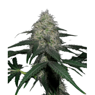 Apollo Black Cherry Autoflowering