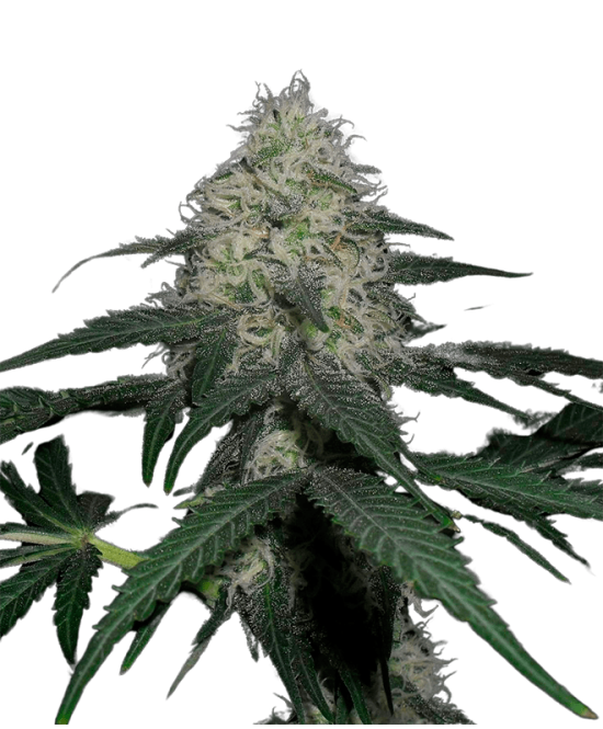 Apollo Black Cherry Autoflowering