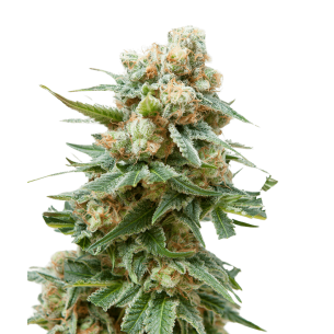 Blackberry Gum Autoflowering