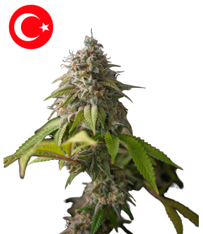 Galata Glimps Autoflowering