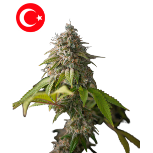 Galata Glimps Autoflowering