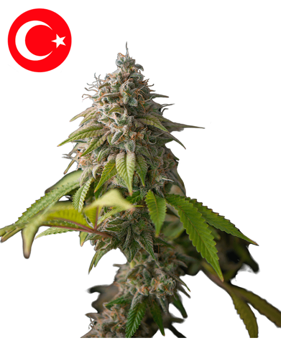 Galata Glimps Autoflowering