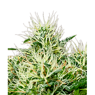Girls Scout Cookies Autofloweing
