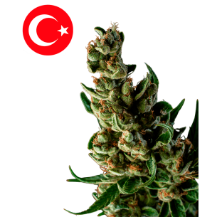 Ottoman Gold Autoflowering