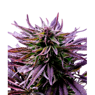 Purple Punch Autoflowering