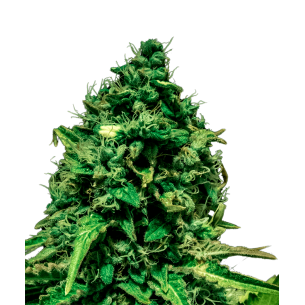 Sherbet Autoflowering
