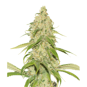Silver Lime Haze Autoflowering
