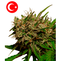 Taurus Blaze Autoflowering